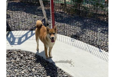 成約済の岡山県の柴犬-126148の2枚目
