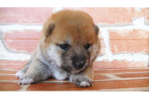 成約済の福岡県の豆柴-134972の17枚目