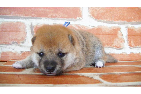 成約済の福岡県の豆柴-134972の16枚目