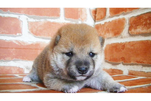 成約済の福岡県の豆柴-134972の15枚目