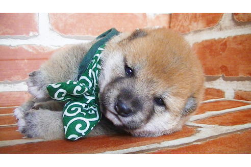 成約済の福岡県の豆柴-134972の14枚目