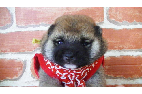 成約済の福岡県の豆柴-134982の14枚目