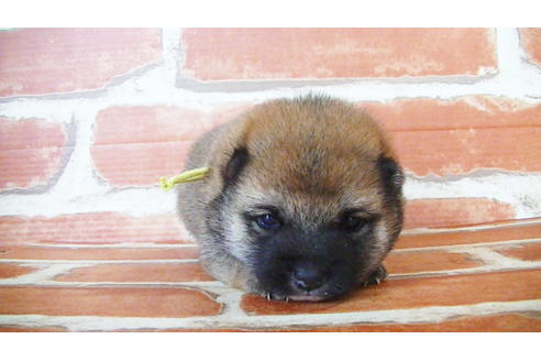 成約済の福岡県の豆柴-134982の13枚目