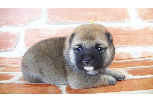 成約済の福岡県の豆柴-134982の12枚目