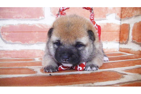 成約済の福岡県の豆柴-134980の6枚目