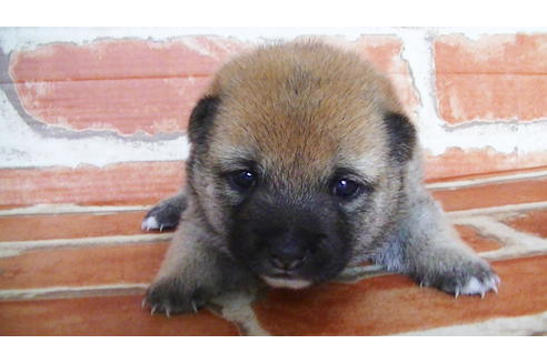 成約済の福岡県の豆柴-134980の5枚目