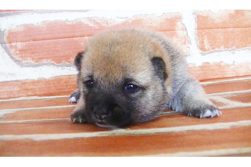 成約済の福岡県の豆柴-134980の4枚目