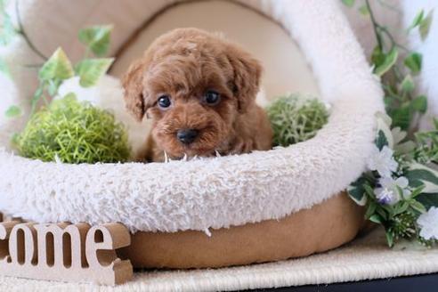 成約済の滋賀県のトイプードル-134713の1枚目