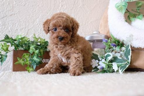 成約済の滋賀県のトイプードル-134713の4枚目