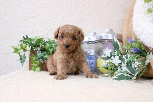 成約済の滋賀県のトイプードル-134713の3枚目