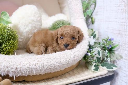 成約済の滋賀県のトイプードル-134713の2枚目