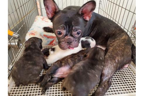 成約済の愛知県のフレンチブルドッグ-136431の5枚目