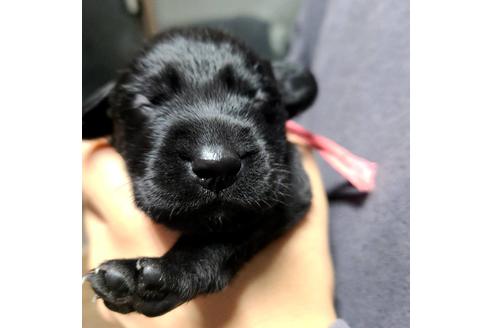 愛知県のミックス犬 女の子 21 05 24生まれ 黒ラブ ワイマラナー mix犬ラブマラナー 子犬id ブリーダーナビ 愛知県のミックス犬 女の子 21 05 24生まれ 黒ラブ ワイマラナー mix犬ラブマラナー 子犬id ブリーダーナビ