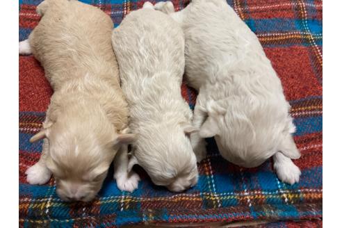 成約済の福岡県のポメプー:ポメラニアン×トイプードル-136465の3枚目