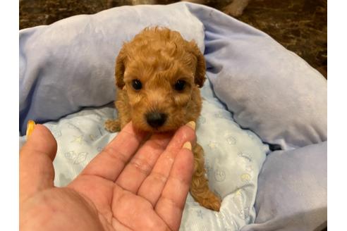 成約済の千葉県のタイニープードル-132725の16枚目