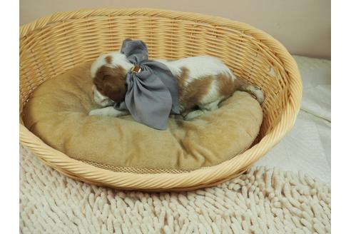 成約済の埼玉県のキャバリアキングチャールズスパニエル-136496の4枚目