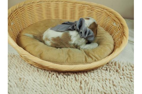 成約済の埼玉県のキャバリアキングチャールズスパニエル-136496の3枚目