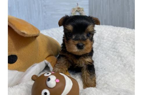 成約済の京都府のヨークシャーテリア-136526の1枚目