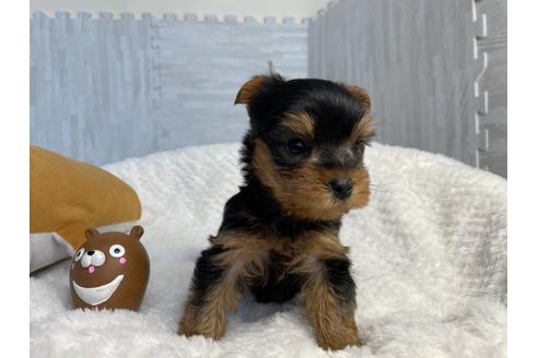 成約済の京都府のヨークシャーテリア-136526の3枚目