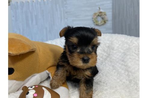 成約済の京都府のヨークシャーテリア-136526の2枚目