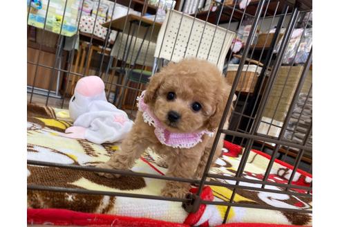 成約済の香川県のタイニープードル-135821の5枚目