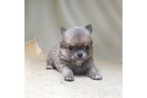 成約済の茨城県のチワワ(ロングコート)-134256の1枚目