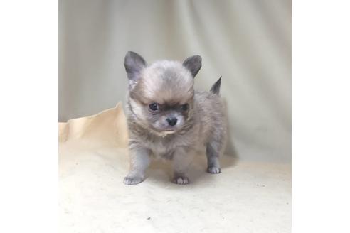 成約済の茨城県のチワワ(ロングコート)-134256の4枚目