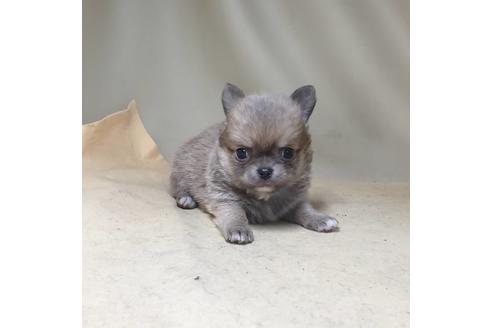 成約済の茨城県のチワワ(ロングコート)-134256の3枚目