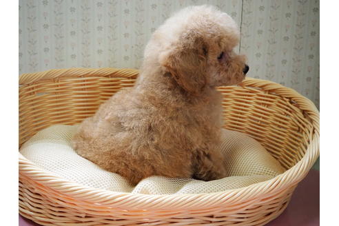成約済の岡山県のトイプードル-135598の4枚目
