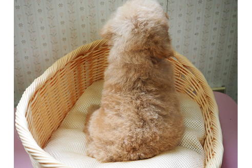 成約済の岡山県のトイプードル-135598の3枚目