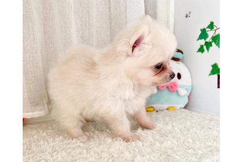 成約済の香川県のポメラニアン-136486の3枚目