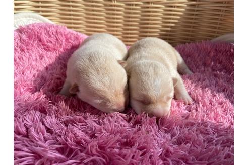 秋田県の豆柴 女の子 21 05 26生まれ 早期予約特価 しつけを済ませてからのお引渡しなので安心 子犬id ブリーダーナビ