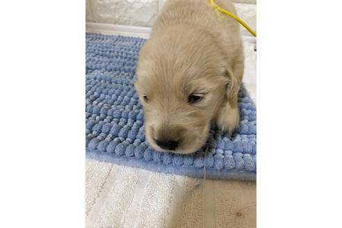 ゴールデンレトリーバーの子犬を探す ブリーダーナビ ゴールデンレトリーバーの子犬を探す ブリーダーナビ