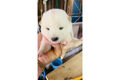 成約済の茨城県の柴犬-136616の1枚目