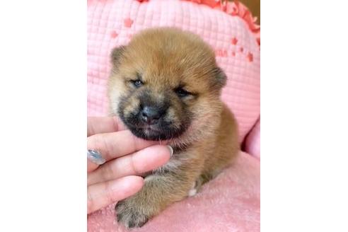 成約済の茨城県の豆柴-136627の1枚目