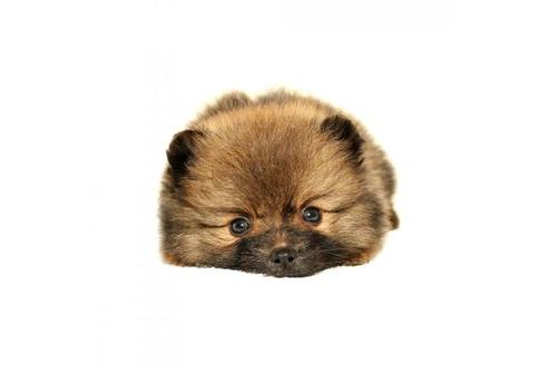 熊本県のポメラニアン 女の子 21 04 24生まれ たぬき顔 彡女の子 子犬id ブリーダーナビ