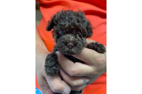 成約済の静岡県のタイニープードル-136643の3枚目