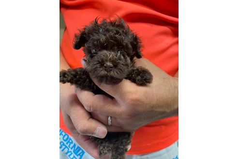 成約済の静岡県のタイニープードル-136643の1枚目