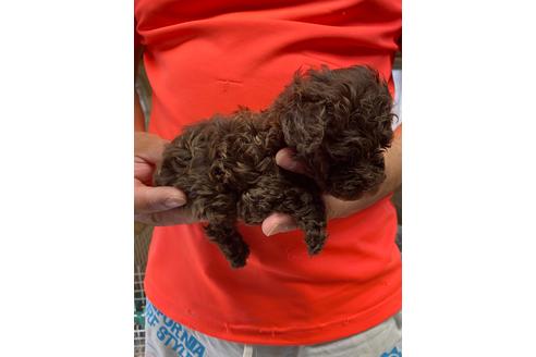 成約済の静岡県のタイニープードル-136643の2枚目