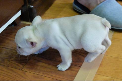 成約済の茨城県のフレンチブルドッグ-135203の4枚目