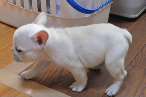 成約済の茨城県のフレンチブルドッグ-135203の3枚目