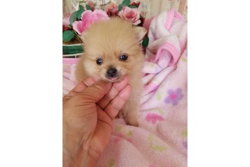 成約済の茨城県のポメラニアン-135725の1枚目