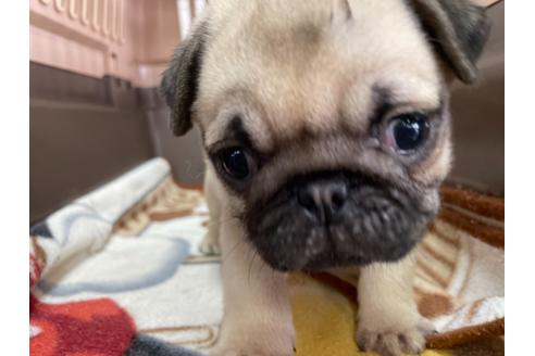 成約済の愛媛県のパグ-136682の1枚目