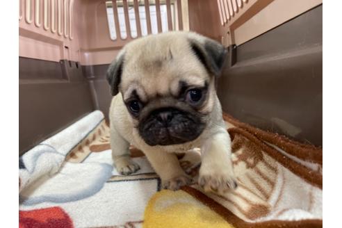 成約済の愛媛県のパグ-136682の2枚目