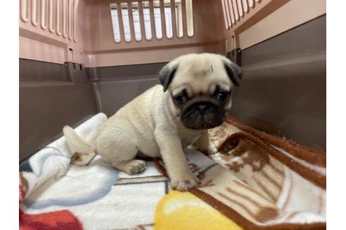 成約済の愛媛県のパグ-136682の3枚目