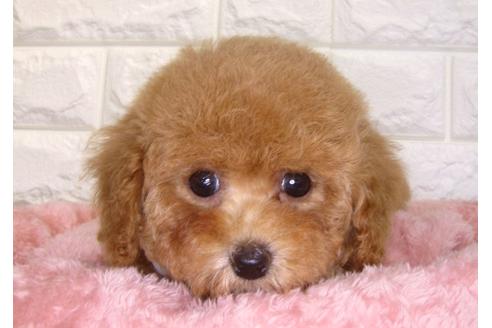 成約済の茨城県のトイプードル-136677の3枚目