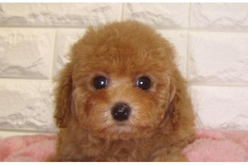 成約済の茨城県のトイプードル-136677の2枚目