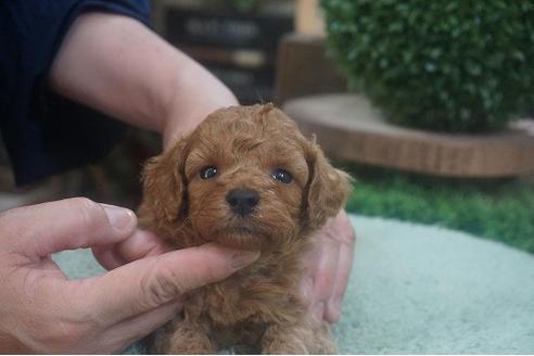 成約済の京都府のタイニープードル-136686の3枚目