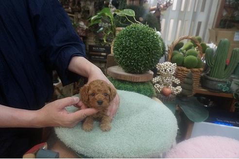 成約済の京都府のタイニープードル-136686の2枚目