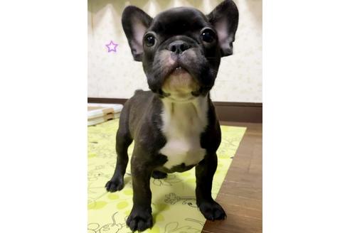 成約済の茨城県のフレンチブルドッグ-131843の1枚目